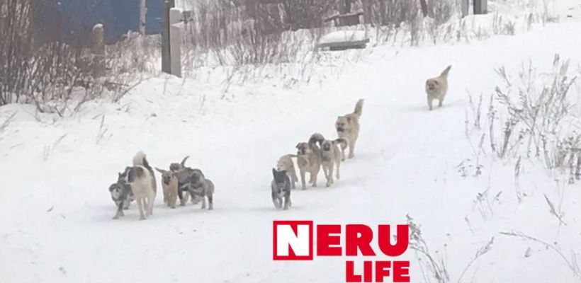 Администрация поселка Серебряный Бор подала в суд на Управление ветеринарии