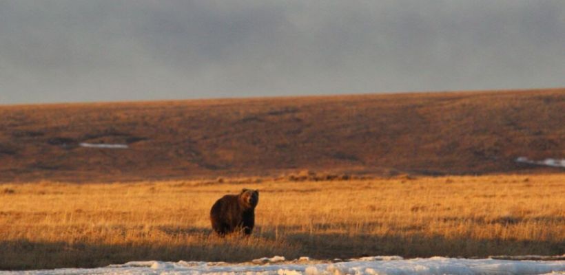 В Нижнеколымском районе медведь напал на человека