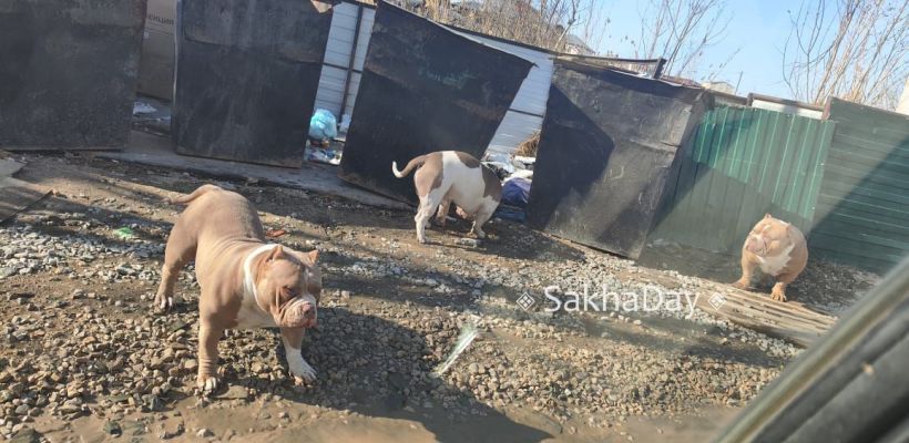 В Якутске помойку оккупировали собаки бойцовской породы