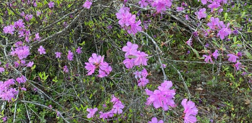 В Амге зацвела якутская сакура