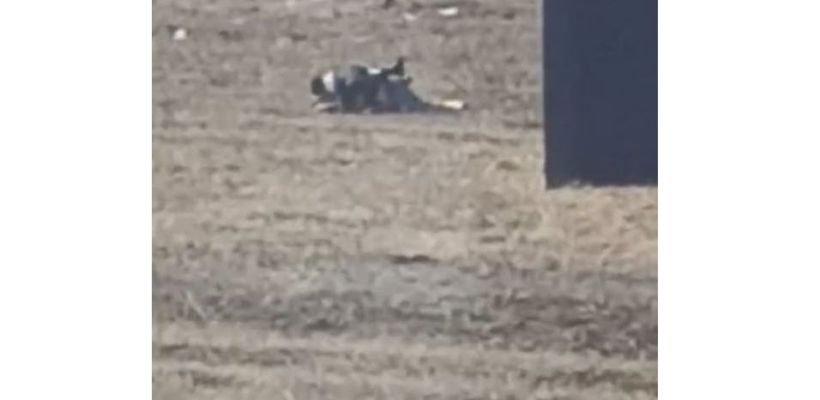 Посетители скандально известного "Laxia Barnhouse" занялись интимом на дороге