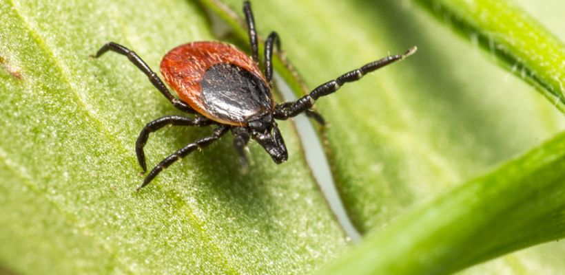 В Ленском районе Якутии уже больше 100 случаев укусов клещами