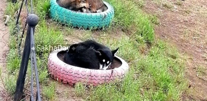 «Цветы сорт "Барбос"»: фотография с собаками на клумбах в Депутатском покорила интернет