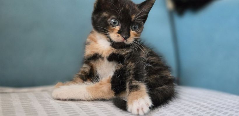 Волонтер поневоле или как найти дом бездомным котятам