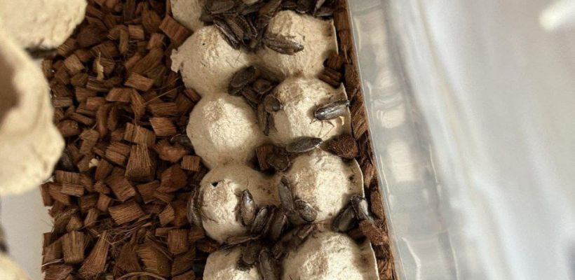 Фотофакт. В Якутске продают мраморных тараканов — зачем они нужны и почему так ценятся?