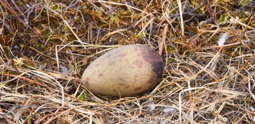 Яйца стерхов восточной популяции доставлены в Якутск