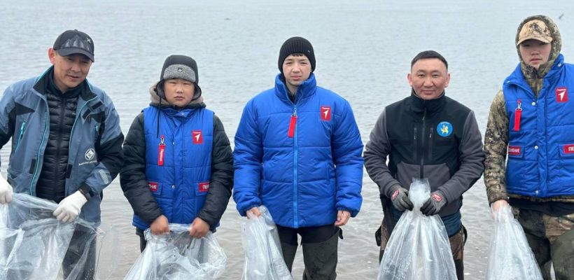 В реку Анабар выпустили почти полтора миллиона личинок чира