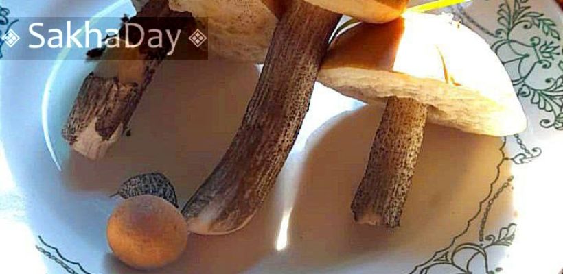 В Якутске в июне собрали подберёзовики. Почему так рано?