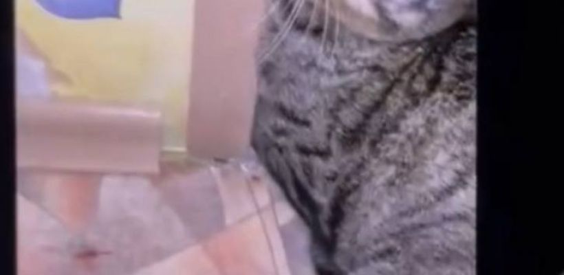 В Якутске завершена экспертиза по делу о жестоком обращении с котом