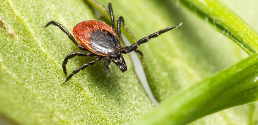 Уже 277 случаев укусов населения клещами зарегистрировано в Якутии