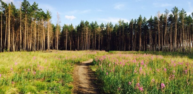 Городской парк Якутска не будет застраиваться коттеджами