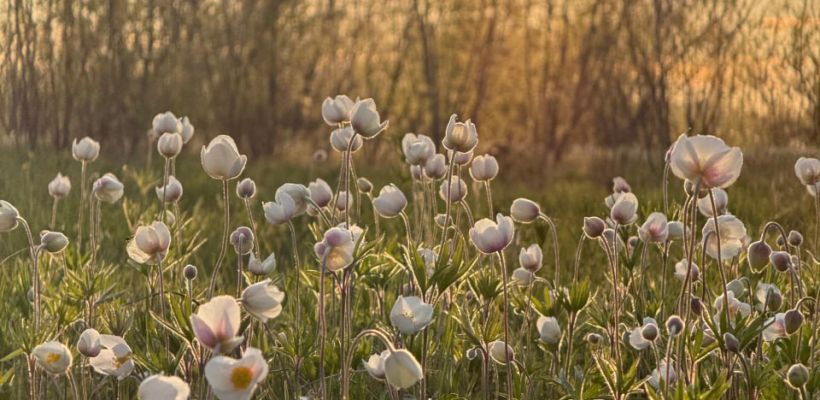 Прогноз погоды на июнь от народного синоптика Тараса Тарасова – Тускула