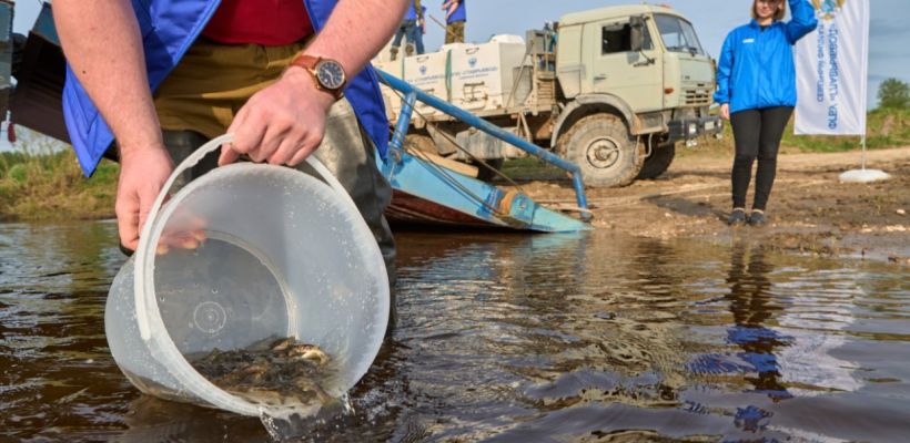 «Газпром нефть» восполнит популяцию ценных видов рыб в четырех регионах России