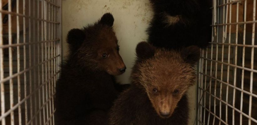 Спасенным медвежатам-сиротам из Якутии подарили машину яблок
