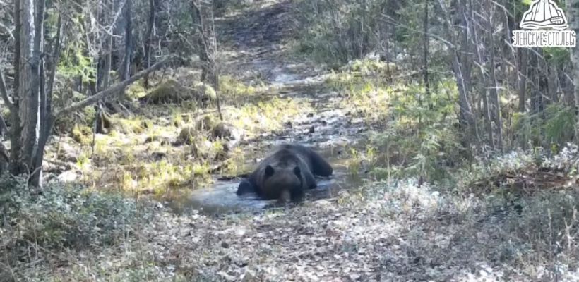 Видеофакт: В парке "Ленские столбы" сняли медведя, пускающего пузыри в лесной лужице