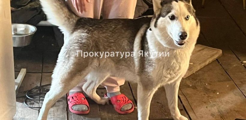 Жительница Якутска натравила собаку на участкового