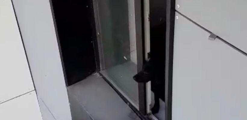 В Якутске собачников обвиняют в жестоком обращении: «Они бьют и спаивают хвостатых»