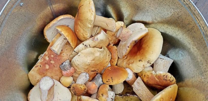 Грибное изобилие на Покровском тракте в Якутске. Урожай белых грибов на дачном участке