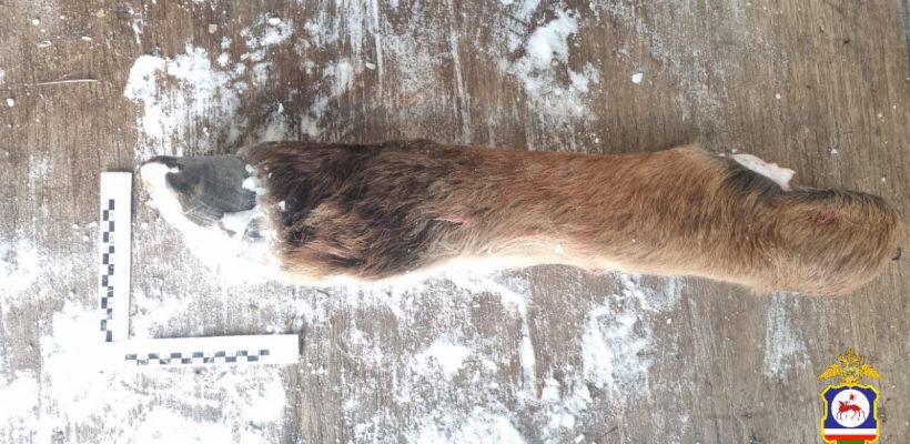 В Якутии директор и бизнесмен подстрелили и разделали чужую кобылу на "волчьей" охоте