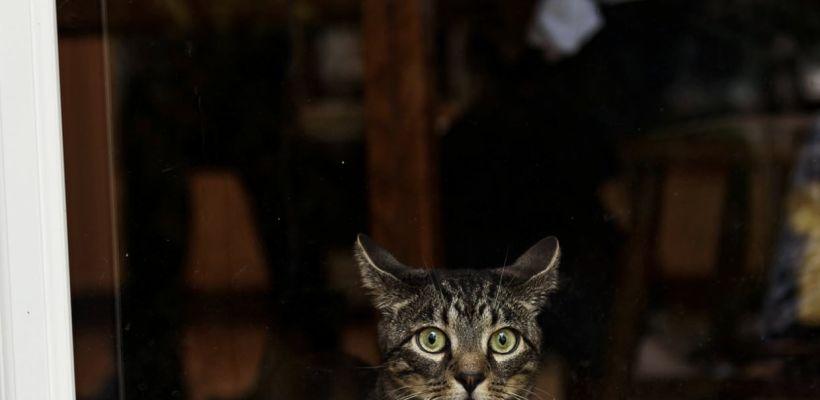 В Якутске 16-летние девушки убили кошку, нанося удары битой и ножом