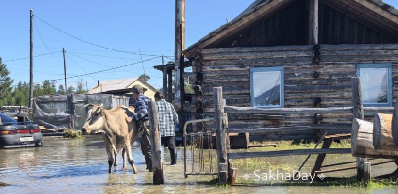 Оймяконцы переживают – сенокоса нынче не будет, как перезимует скот