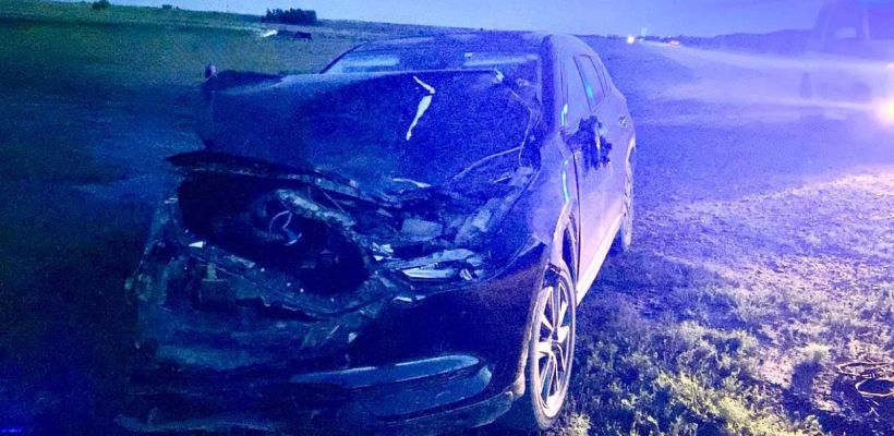 В результате наезда на табун погибла одна лошадь. В ГИБДД сообщили, кто сидел за рулем