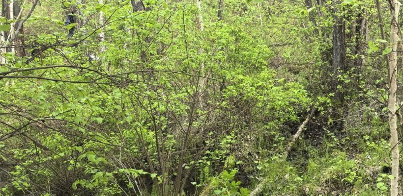 Во Владимировке заблудился мужчина, с ним двое детей