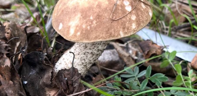 Прохладное лето подарило ранние грибы. В Якутии сезон "тихой охоты" в самом разгаре