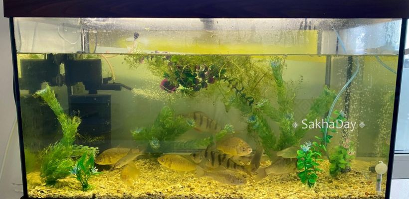 Фотофакт: Караси живут в аквариуме семьи Тобоховых