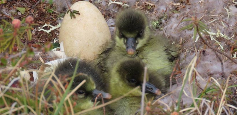Фотофакт: милые гусята из Аллаиховского улуса