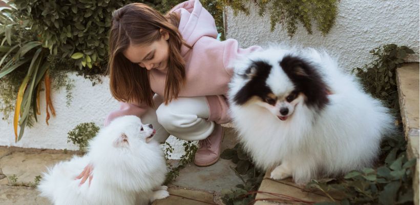 В России появится единый реестр заводчиков животных