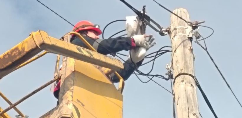 На  прииске Молодо спасли чайку