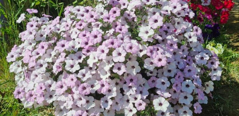 "Больше не буду высаживать цветы на этом участке". В Якутске дети продолжают красть цветы у известной цветочницы