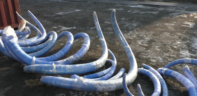 Мамонты могут спасти слонов.  Якутские бивни как альтернатива браконьерству