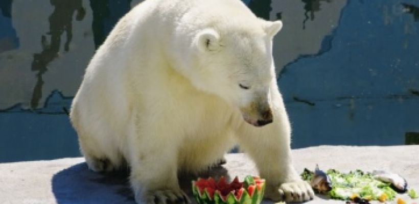 В зоопарке "Орто Дойду" стартовали показательные кормления. Первыми героями стали белые медведи