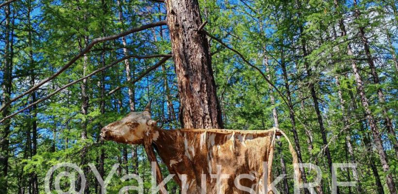 Шкура у дерева и коза на жерди. Древний ритуал в лесах Якутии