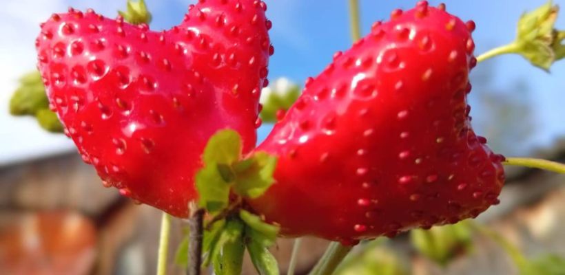 В День семьи, любви и верности сорвали клубнику в форме сердца