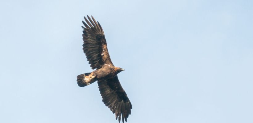 Беркуты, а не грифы: в музее развеяли заблуждение о хищных птицах в Якутии