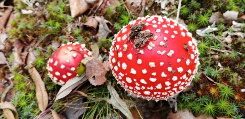 Какие могут быть последствия у поедания мухоморов?