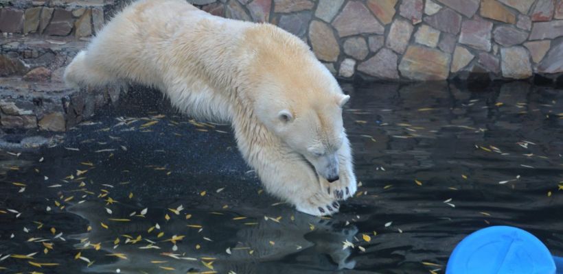 Сидит как зайка. Ленинградский зоопарк впервые показал тренинг белой медведицы Хаарчааны
