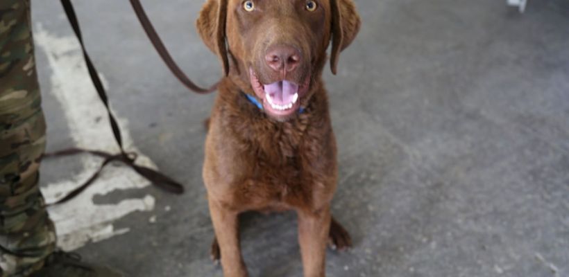 Чесапик-бей-ретривер: Новые собаки в Кинологической службе аэропорта Якутск