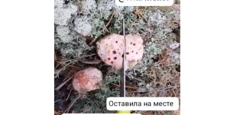 "Грибы с кровью", найденные в якутском лесу, оказались слизевиками