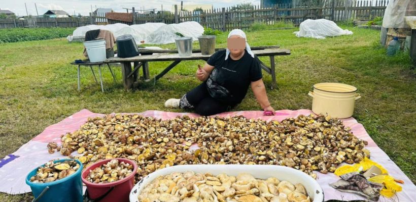 Почему грибов много и это не плохая примета: суеверие vs факты