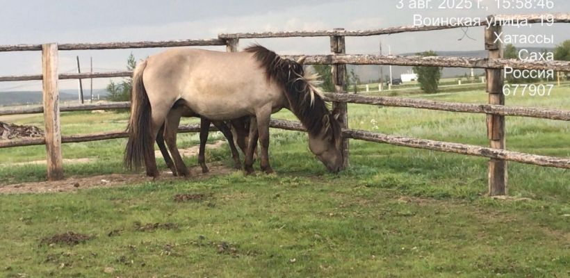 В Якутске приняты меры по отгону безнадзорных лошадей в пункт передержки
