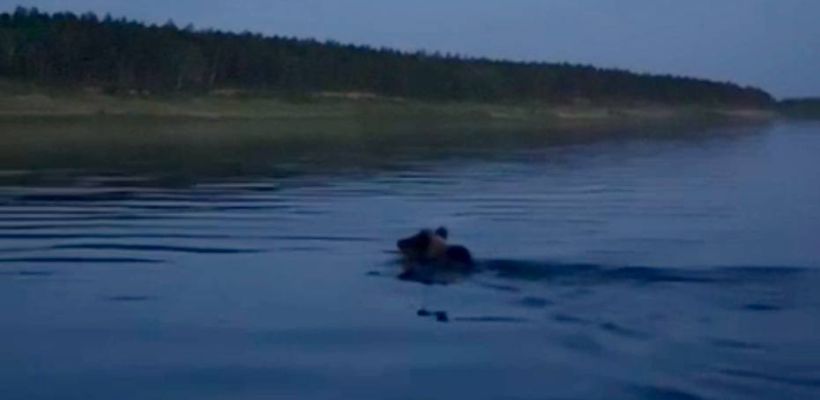 В Нюрбинском районе вновь замечен медведь