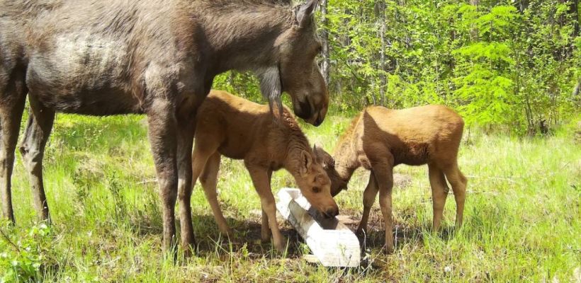 Охота на справедливость: почему ученые получают больше квот, чем охотники Якутии?