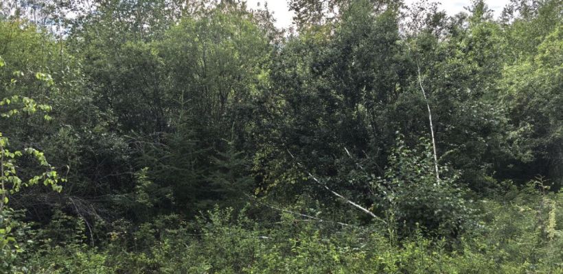 В Якутске ищут Наталью Баишеву, ушедшую 8 августа по грибы