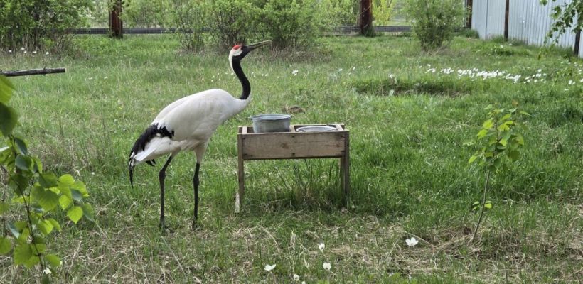 Президентские гранты позволят спасти оленей, медведей и стерхов в Якутии