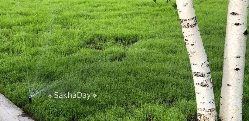 На площади Победы вырастили чудесный газон. Как это удалось?