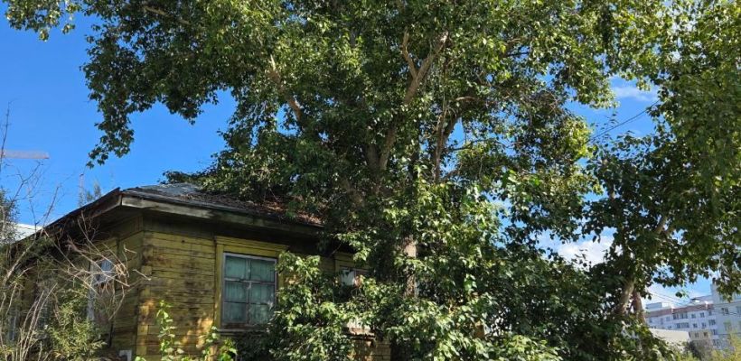 "Готова приковать себя к нему". Горожанка волнуется за судьбу самого большого тополя в Якутске